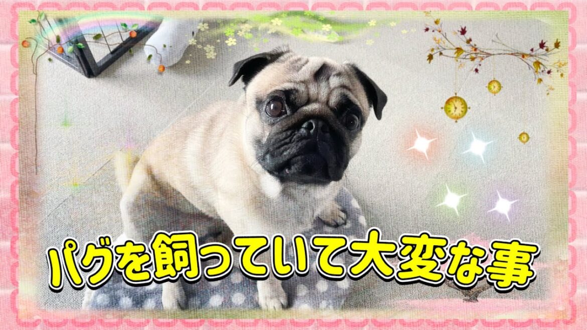パグを飼う前に見る動画！飼っていて大変な事。