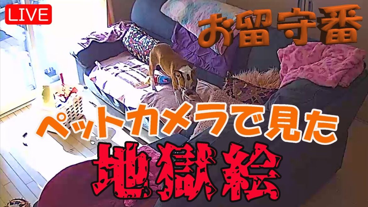 子犬を1人で留守番させたら地獄絵となりました… あなたは何回発狂するか? 子犬を1人で留守番させたら地獄絵となりました… あなたは何回発狂するか?
