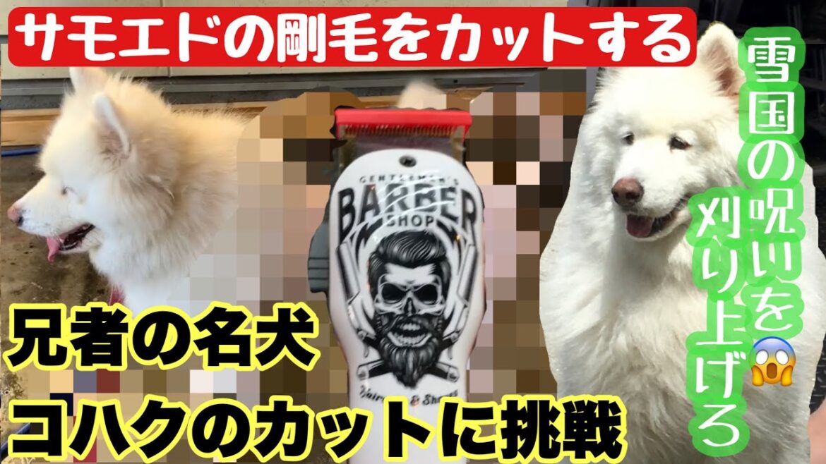 【サモエドのカット】兄者の名犬コハクのカットに挑戦『雪国の呪いを刈り上げろ』