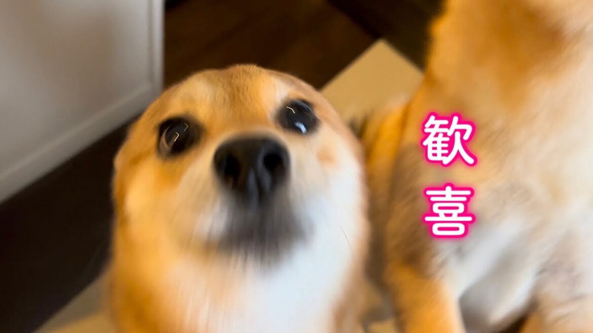 家出後、パパと再会したら嬉しすぎてパパを押し倒し大喜びな柴犬が可愛い