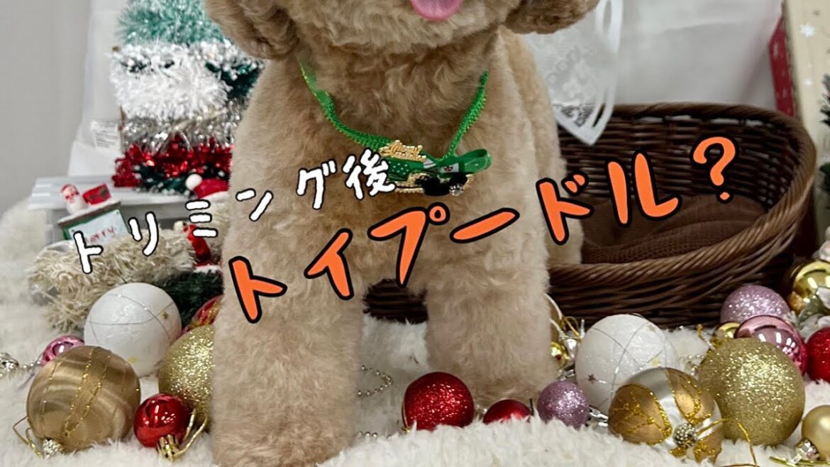 【トリミング】足短すぎませんか？ww