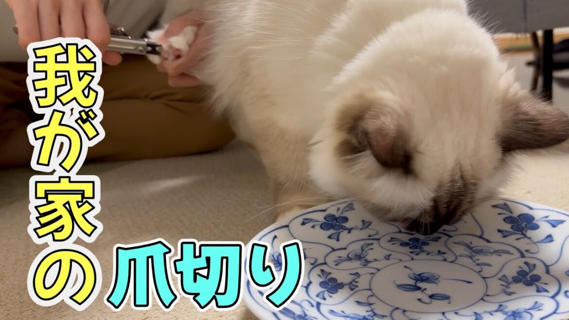 だっこ苦手猫の爪切りはこうやります。【バーマン】