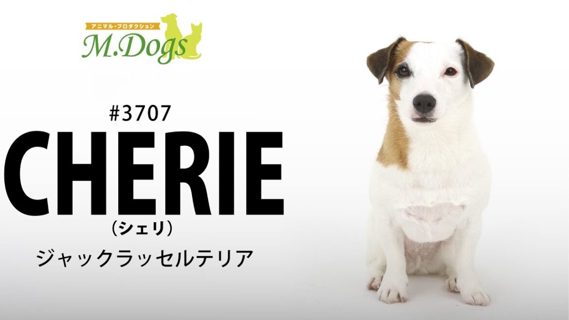 ペットモデル#3707 ジャックラッセルテリア「CHERIE(シェリー)」