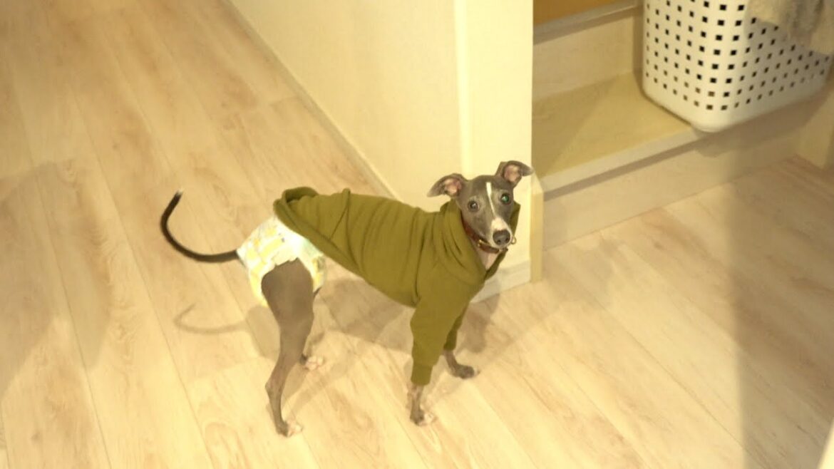 犬のヒート（生理）オムツ姿も可愛い犬【イタリアングレーハウンド】