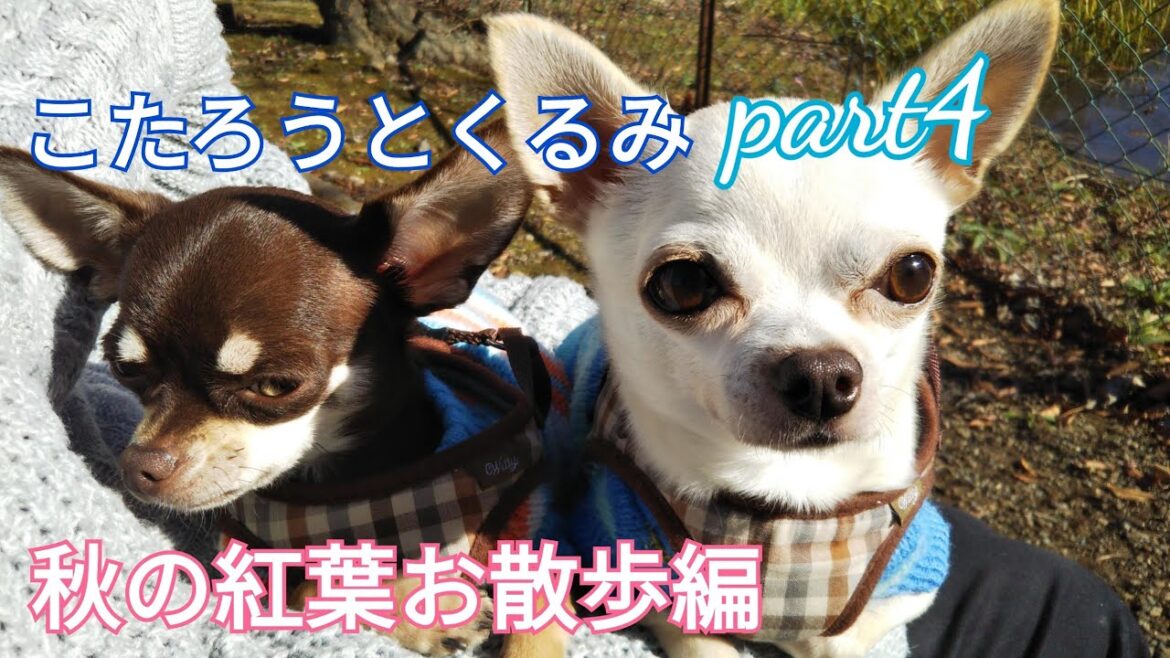 こたろうとくるみ part 4【スムースコートチワワ】秋の紅葉お散歩編