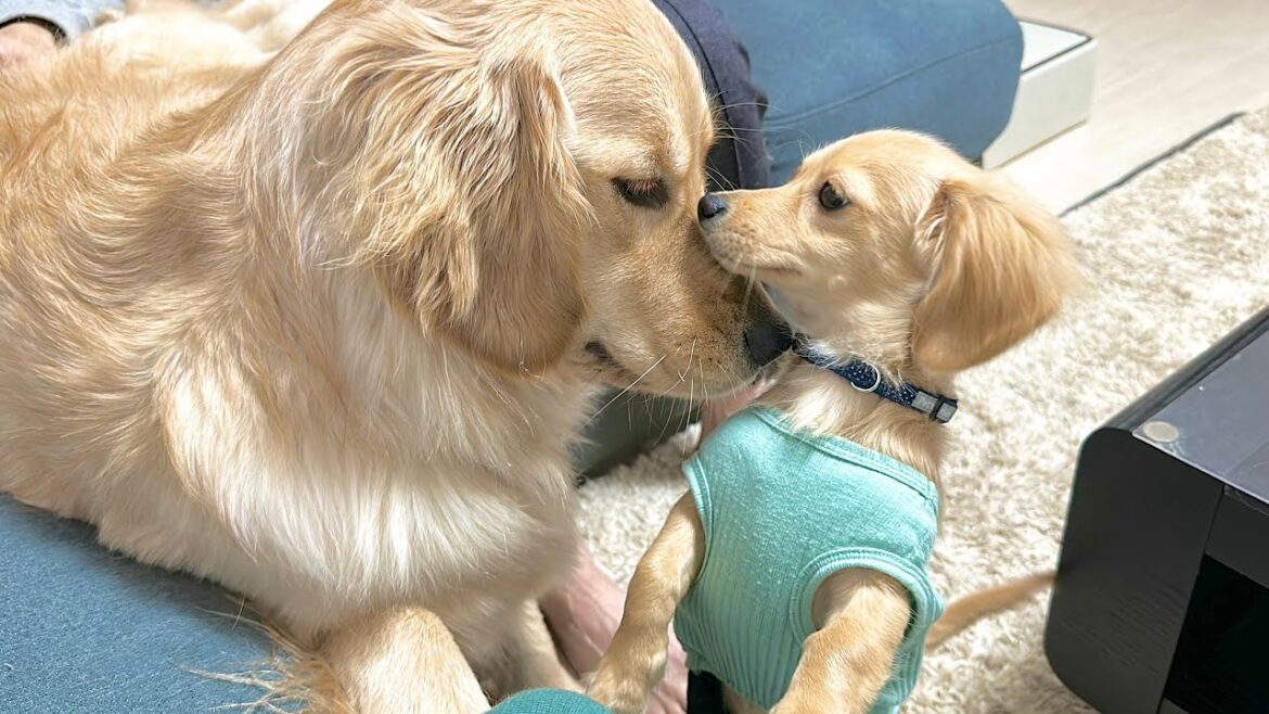 4ヶ月の子犬の子守りをしたらこうなりました