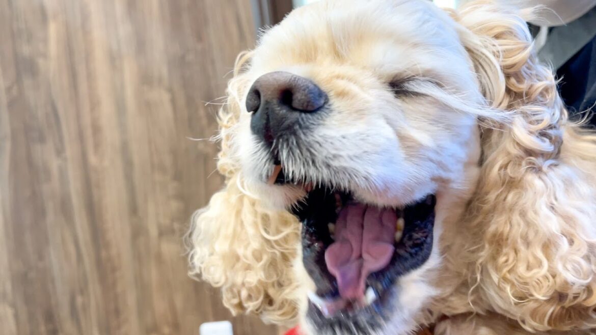 愛犬がてんかんかもしれません