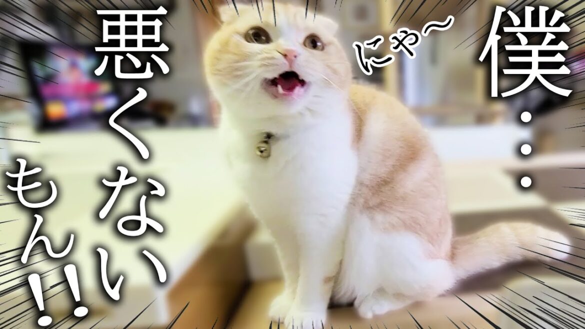 犬に怒られた子猫がニャーニャー報告にきました…笑 犬に怒られた子猫がニャーニャー報告にきました...笑