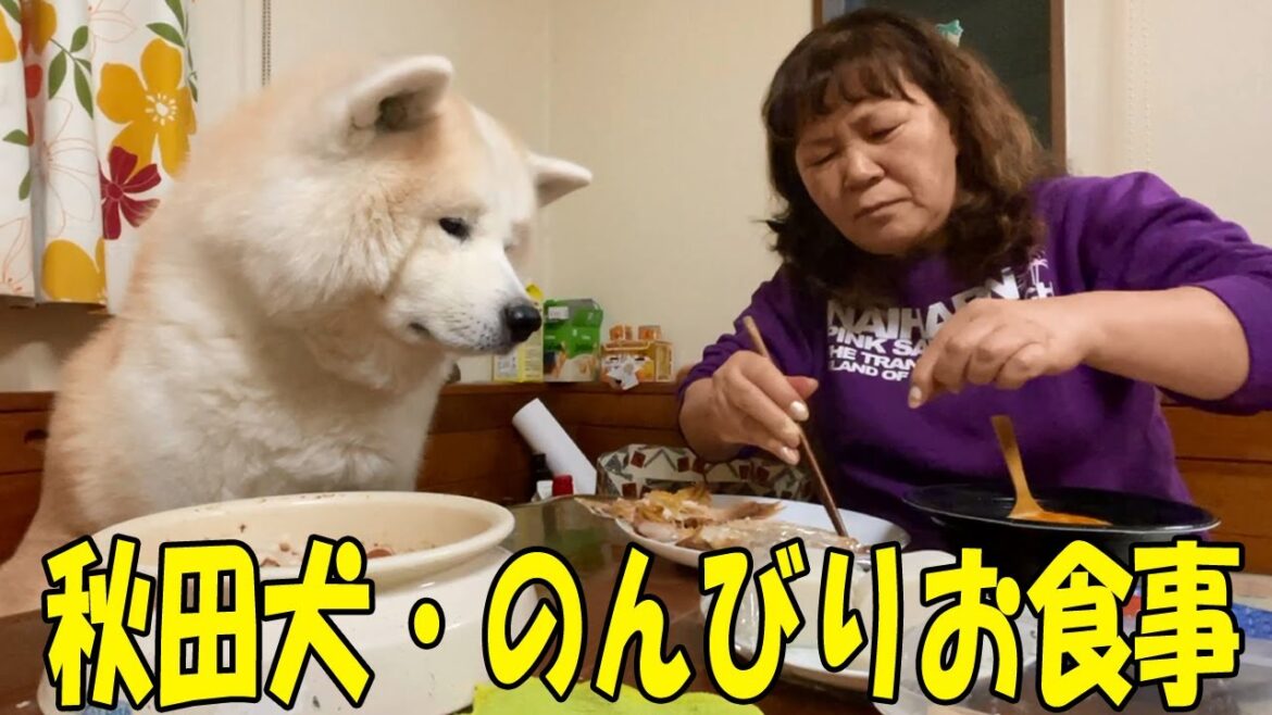 秋田犬そうすけ君とのんびり晩御飯【VLOG】 秋田犬そうすけ君とのんびり晩御飯【VLOG】