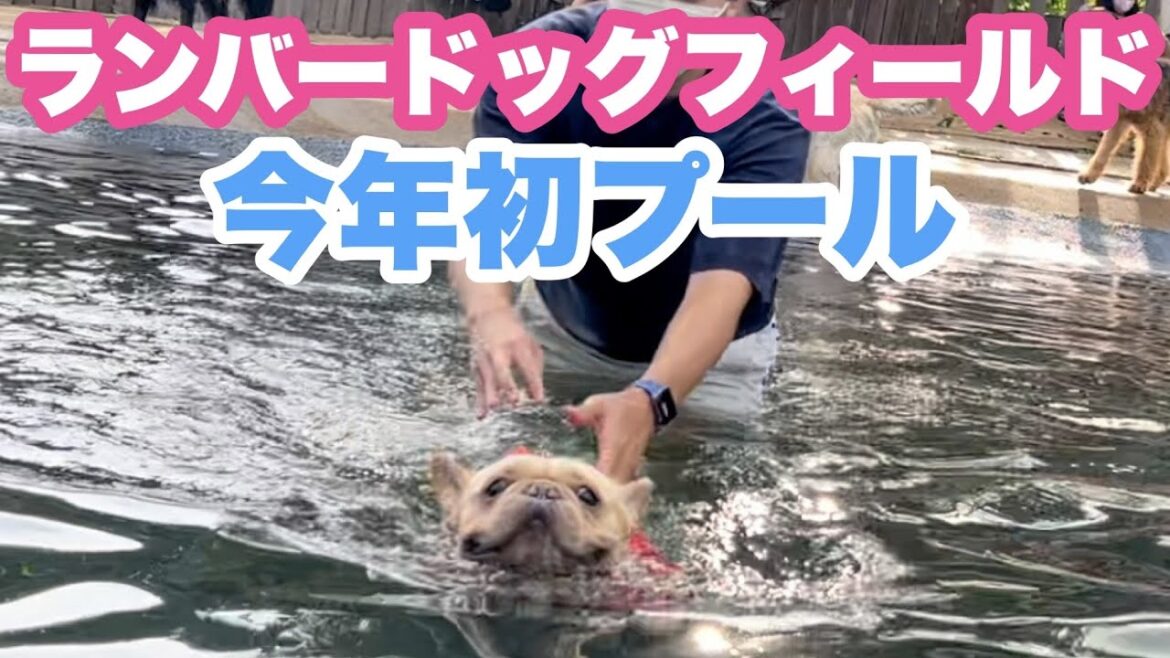 【プール】ランバードッグフィールドで夏満喫!フレンチブルドッグのルーク【Luke VLOG #97】 【プール】ランバードッグフィールドで夏満喫!フレンチブルドッグのルーク【Luke VLOG #97】