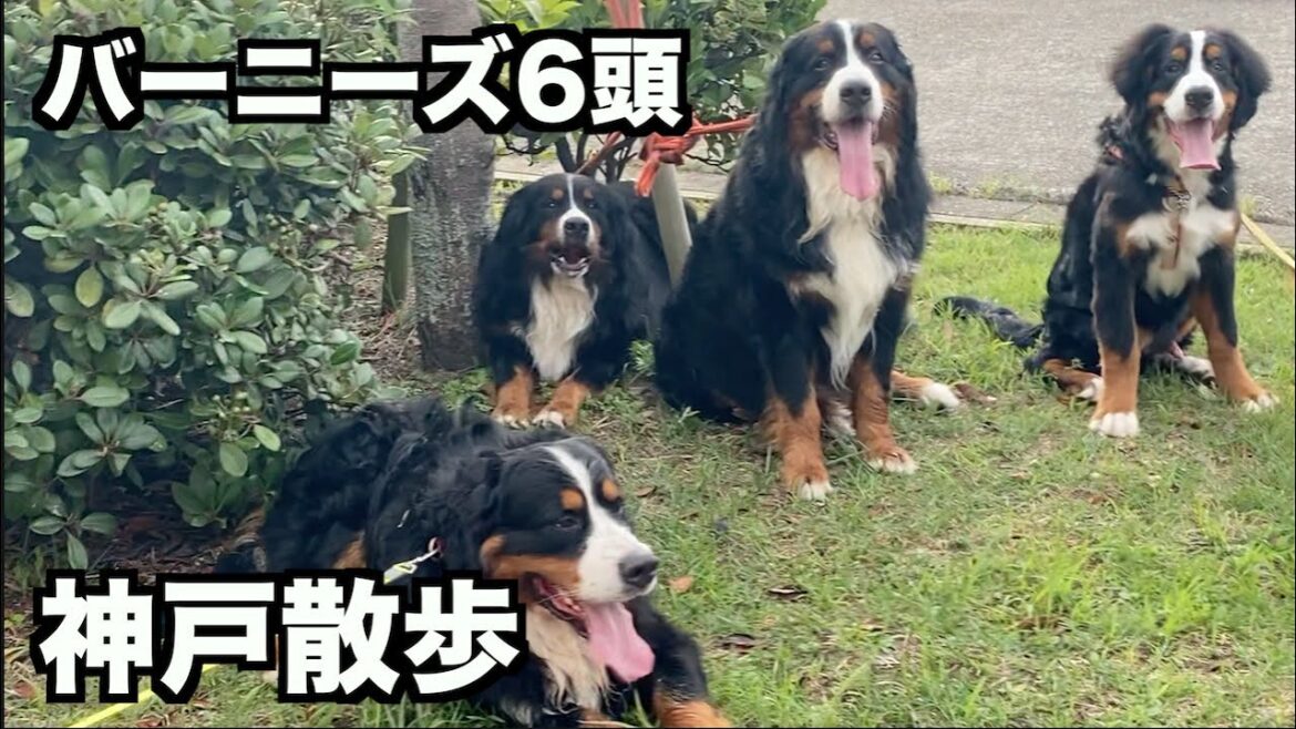 バーニーズ6頭で神戸散歩♪