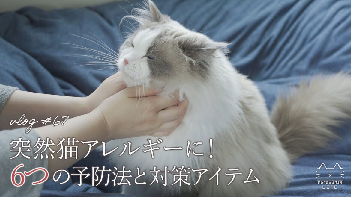 猫アレルギーでも猫と暮らす6つの予防法と対策アイテム|ラグドール猫 #67 猫アレルギーでも猫と暮らす6つの予防法と対策アイテム|ラグドール猫 #67