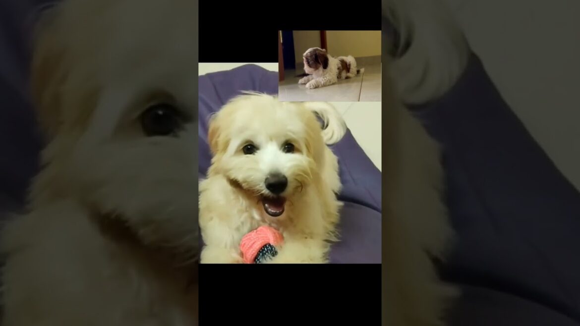 eden and rocky - shih tzu and Lhasa Apso