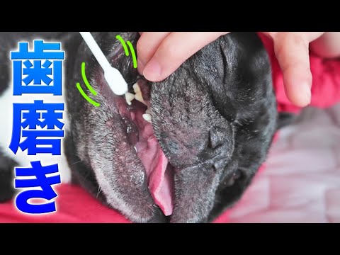 フレンチブルドッグの歯磨き フレンチブルドッグの歯磨き