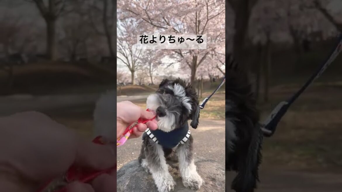 【子犬シュナウザー】はじめての花見【花よりちゅ〜る】な子犬まろ