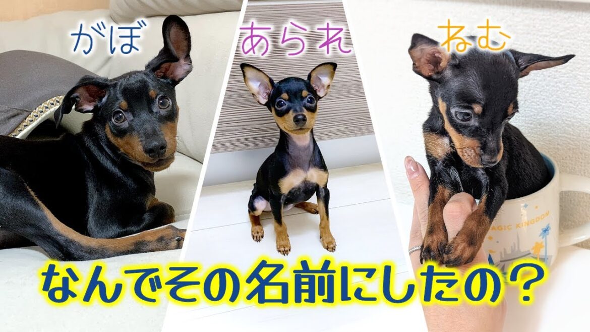 ミニピンの子犬たちの名前の由来を教えてほしい! ミニピンの子犬たちの名前の由来を教えてほしい!