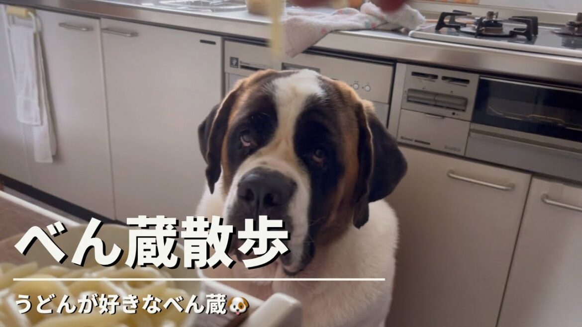 【セントバーナード 大型犬】べん蔵はうどん好き