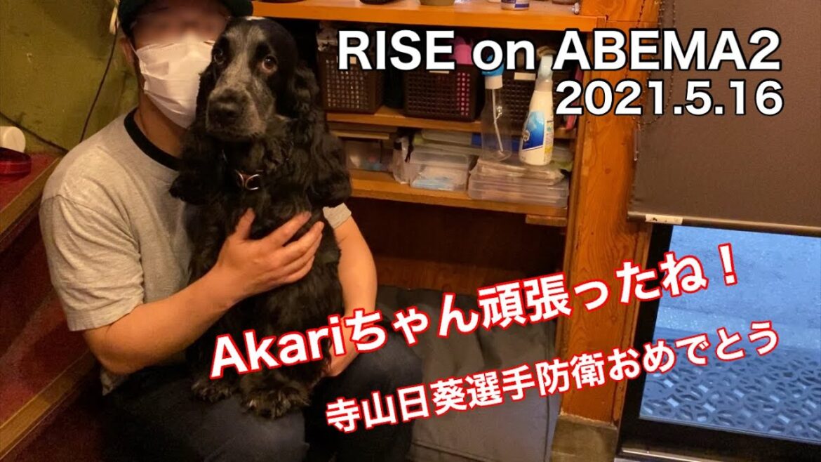 【RISE】Akariちゃんお疲れ様でした！イングリッシュコッカースパニエル【ちよ君】 #shorts