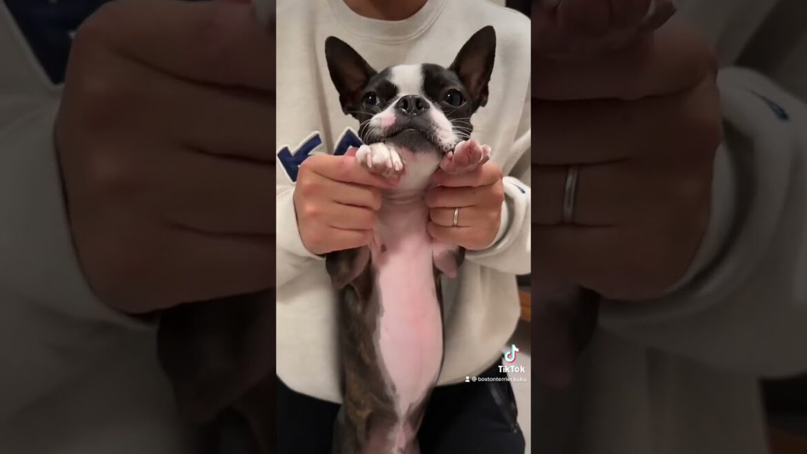 【#ボストンテリア】クク初めてのダンス🕺#1oo1nights