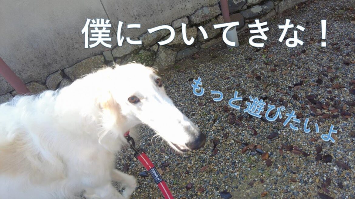 暴走するボルゾイ🐕