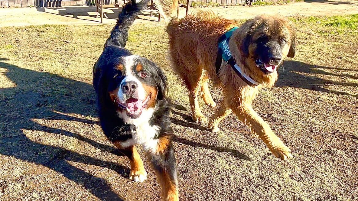 【日本に37頭だけ⁉︎】希少犬種レオンベルガーと遊んできた【ライオン犬】