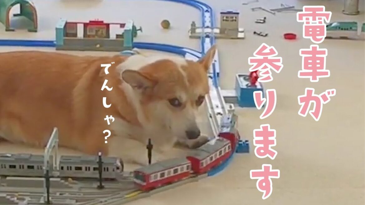 【いつでもマイペース♪】線路をまくらにするコーギーさん｜PECO