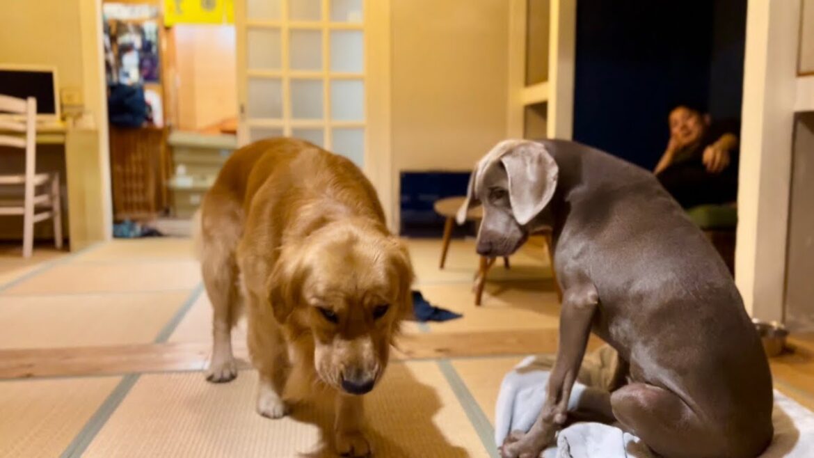 大型犬と畳の部屋に泊まれる長崎旅行1日目のお宿