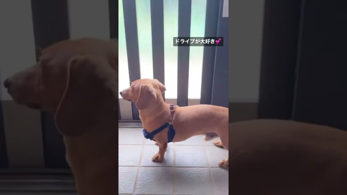 ドライブ大好き犬。#shorts #ダックスフンド #スムース