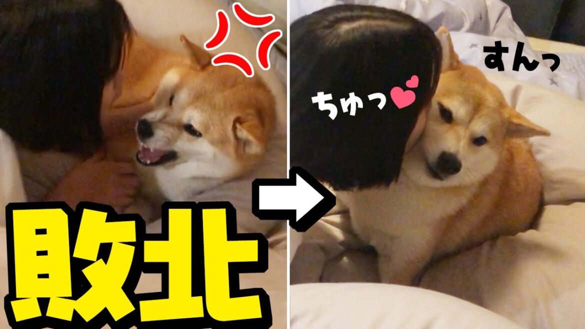 ブチギレてもキス魔娘に敗北する妹柴犬