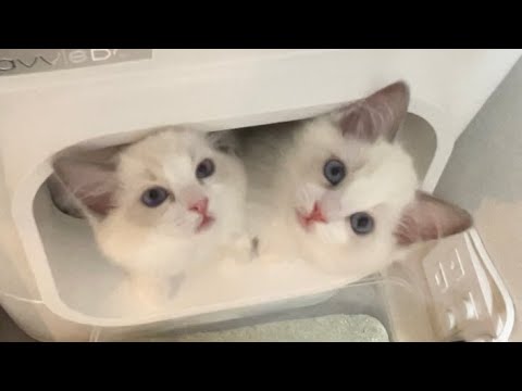 仕事中に見つめてくる双子のラグドールの子猫に困っています 仕事中に見つめてくる双子のラグドールの子猫に困っています