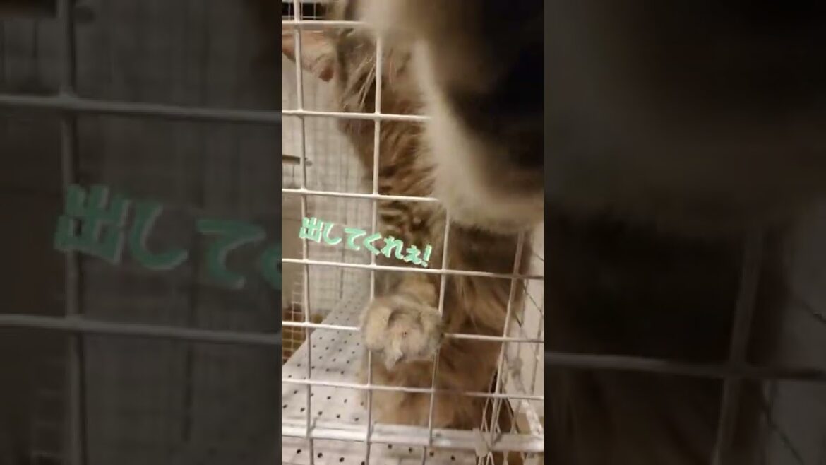 外に出してほしい猫の仕草がかわいすぎる【サイベリアンのラフィ】#shorts