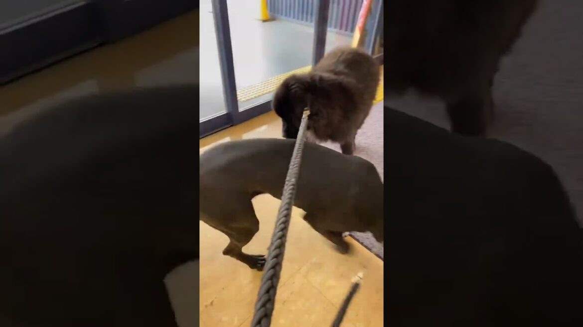 嫌がる超大型犬[ニューファンドランド]と[グレートデーン]超大型犬 多頭飼育 渡辺ボス 大型犬 GIANTDog 犬好き 猫好き 大きい犬