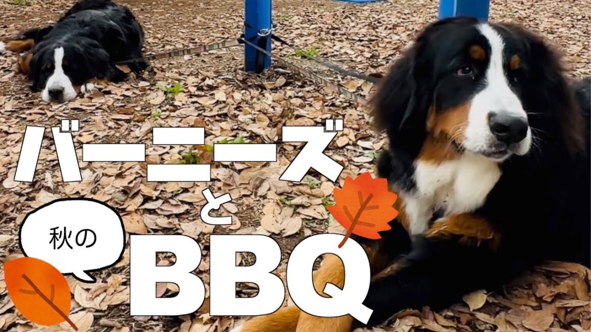 バーニーズマウンテンドッグと一緒にバーベキューをしてきました! バーニーズマウンテンドッグと一緒にバーベキューをしてきました!
