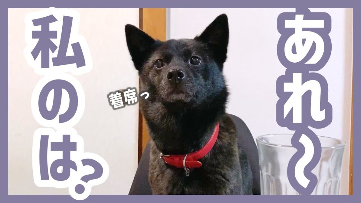 【甲斐犬】当然のように椅子に座って忘年会に参加する犬《後編》