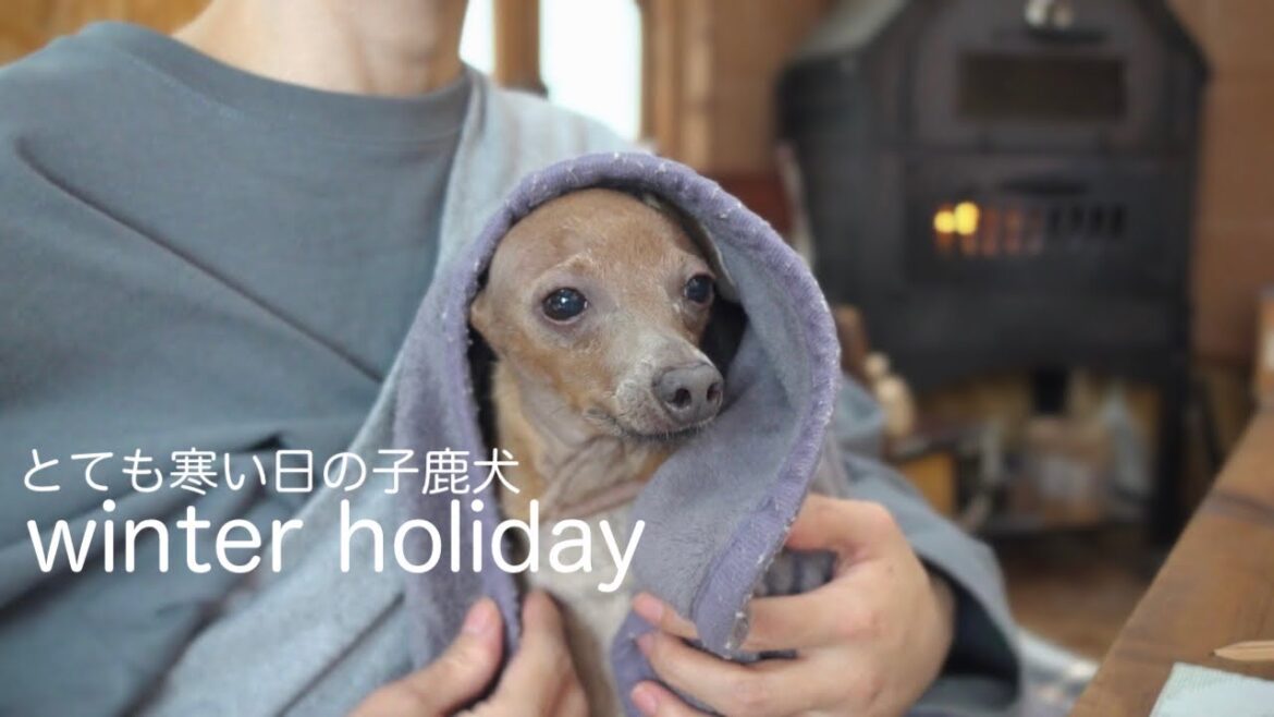 寒さのあまり古民家で暖をとる子鹿犬の休日／薪ストーブのぬくもり【ミニピン／元保護犬】