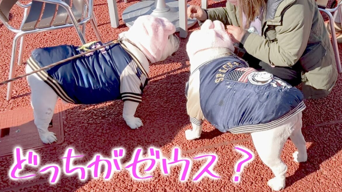 ブルドッグのゼウス兄弟犬に会いに行く！！！