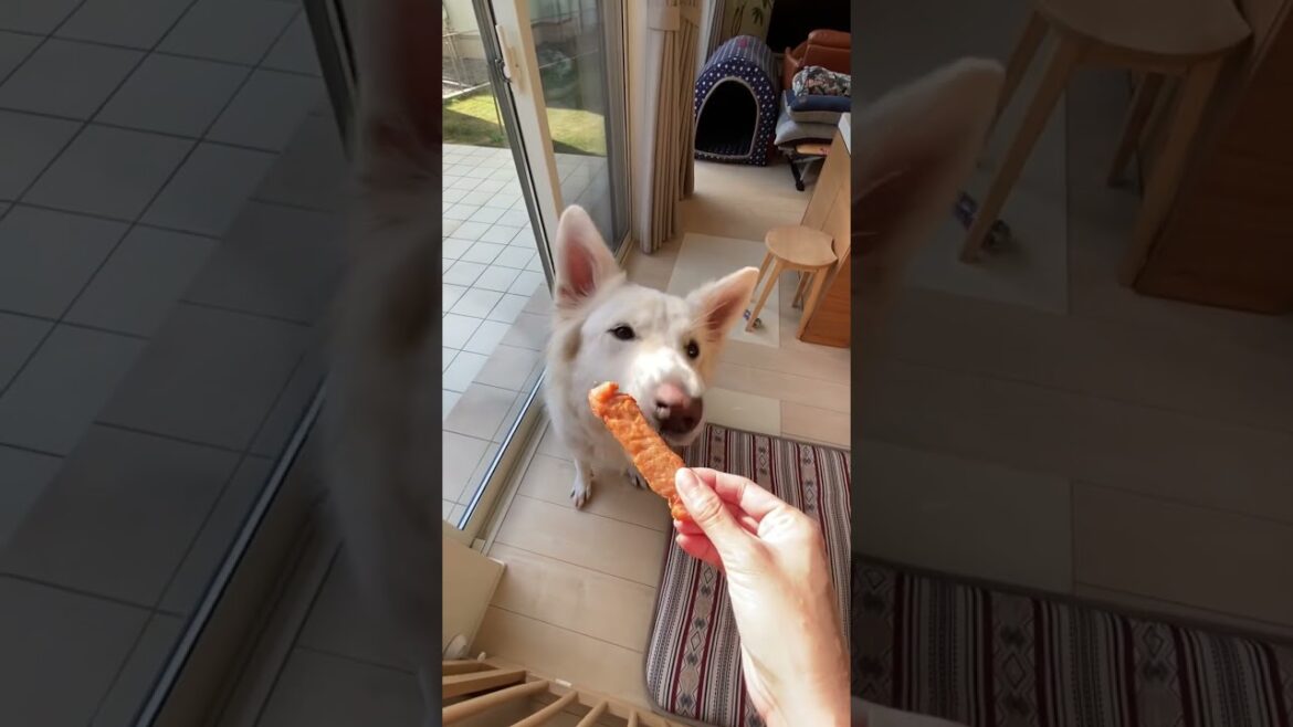 ホワイトシェパードのれお。ササミジャーキーが出来るの待ってたよ。#shorts