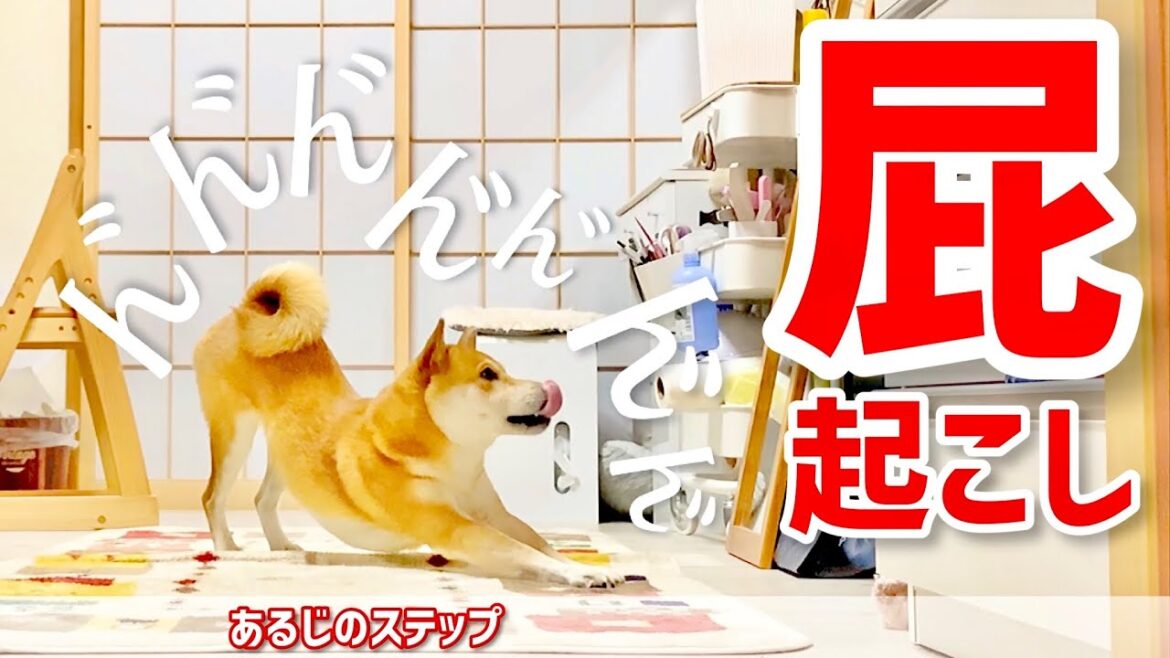 柴犬こむぎ専用の目覚まし時計が鳴った日の三浦半島ジブリ〜観音崎公園〜【あるじのステップ】