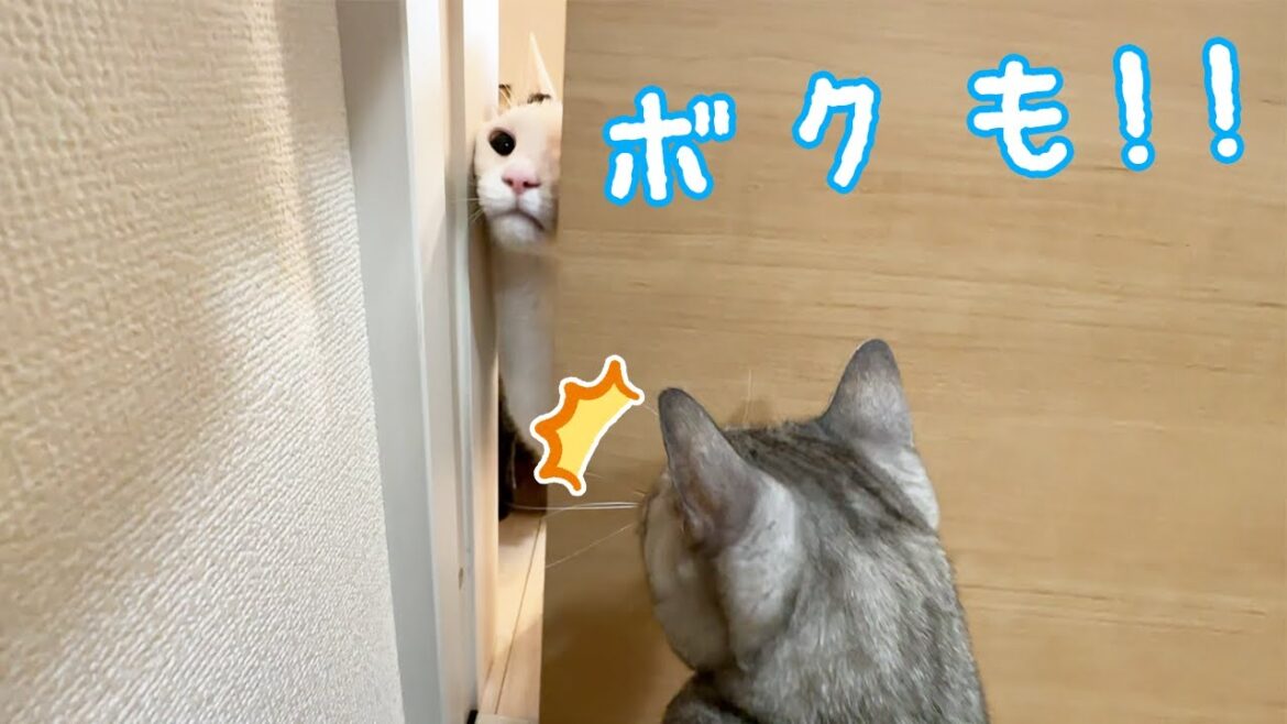 マロちゃんの遅れた朝ごはんを準備するとこうなります…! マロちゃんの遅れた朝ごはんを準備するとこうなります…!