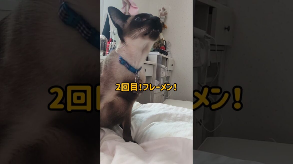 #shorts 【フレーメン反応】初！シャム猫と常連！ベンガル猫♥ブサカワ~♥
