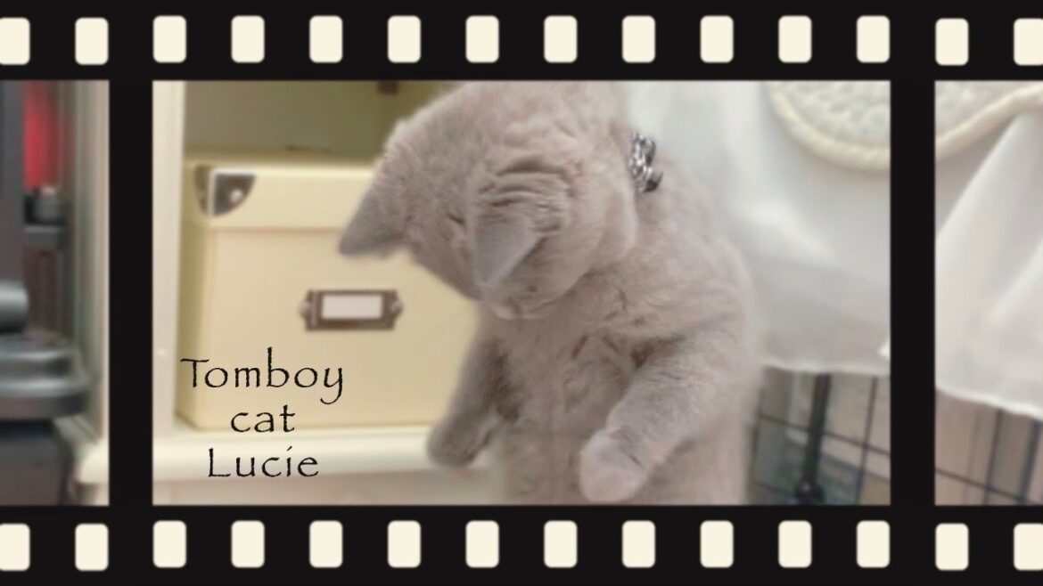 可愛い首輪に初挑戦するも拒絶しまくるシャルトリューの子猫