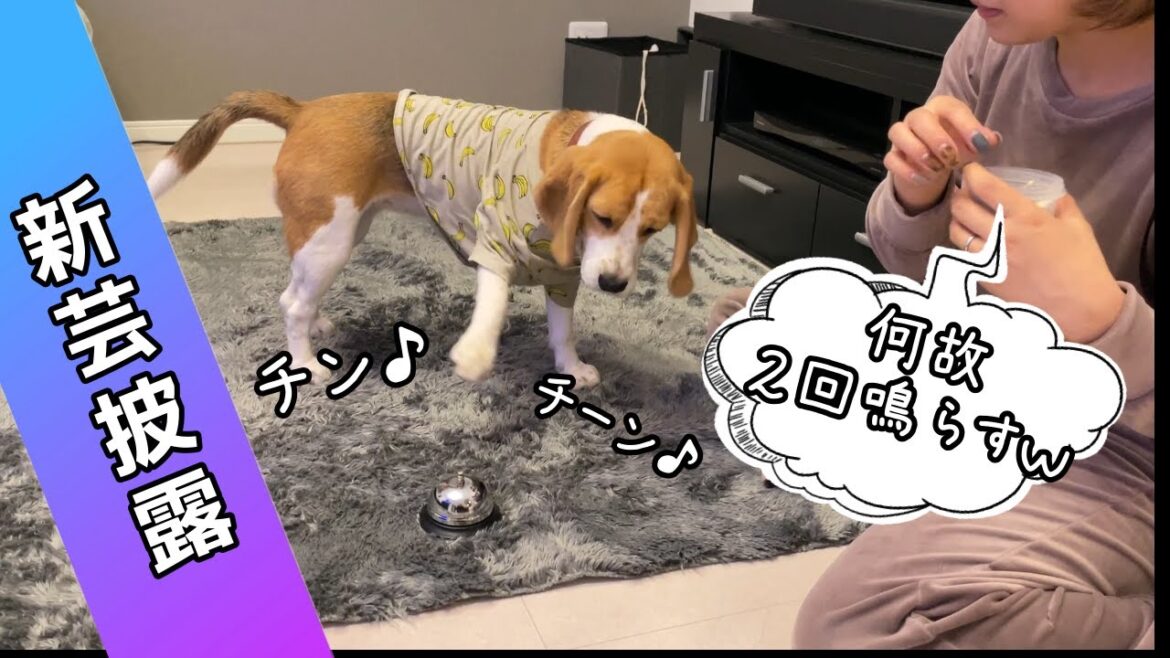 【ビーグル】チンベルを教えたら可愛すぎた 【ビーグル】チンベルを教えたら可愛すぎた