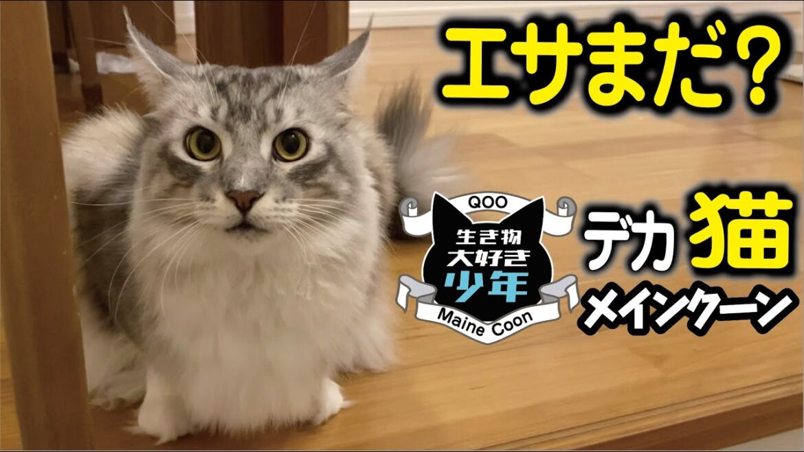 【メインクーン】エサを待ち詫びる大型猫。鳴いたり見つめたり必死のアピール 【メインクーン】エサを待ち詫びる大型猫。鳴いたり見つめたり必死のアピール