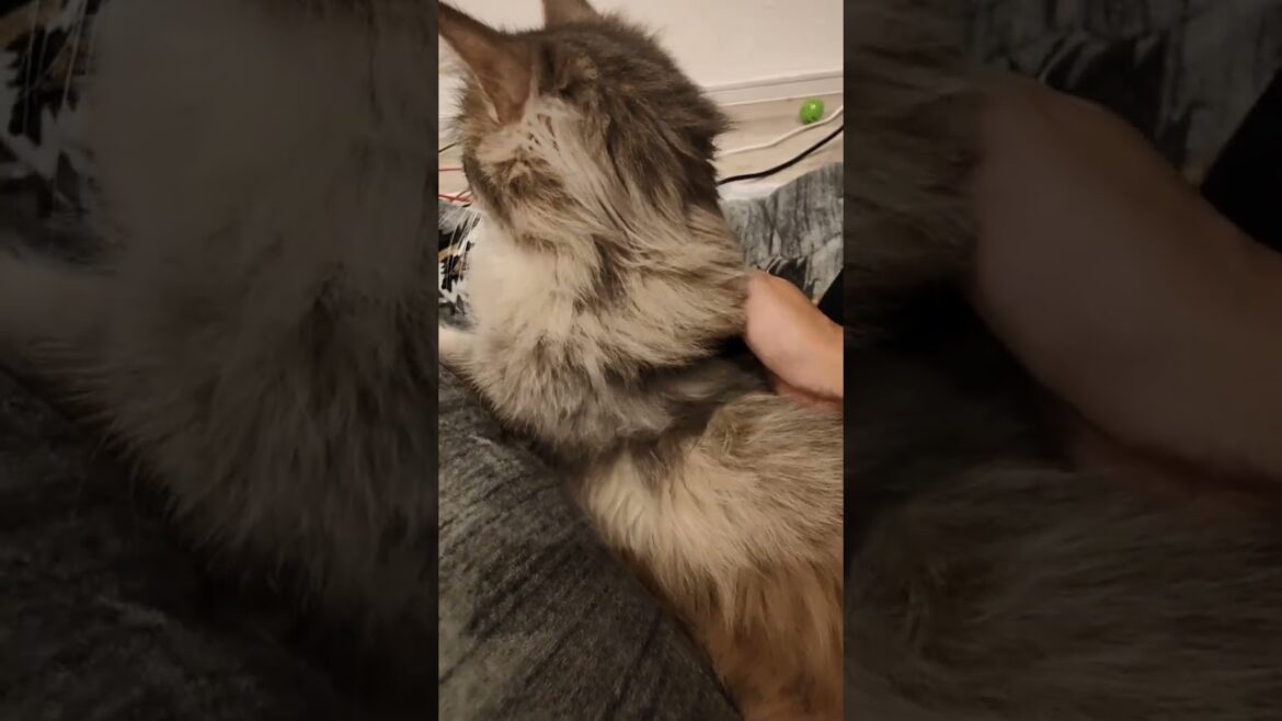 甘えんぼすぎて犬みたいな甘え方してくるモフ猫【サイベリアンのラフィ】#shorts