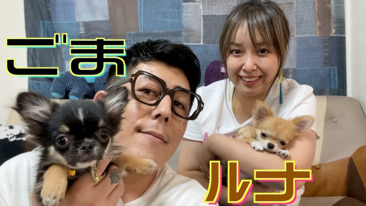 シンガプーラのお家にチワワがやってきた♡