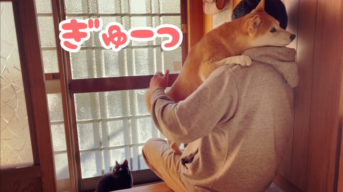 絶対絶対パパから離れたくない柴犬が可愛すぎる　Momo doesn't want to leave dad