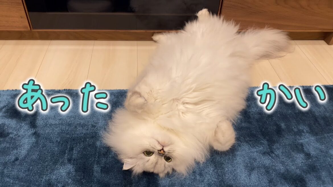 床暖房をつけたら猫が溶けました笑
