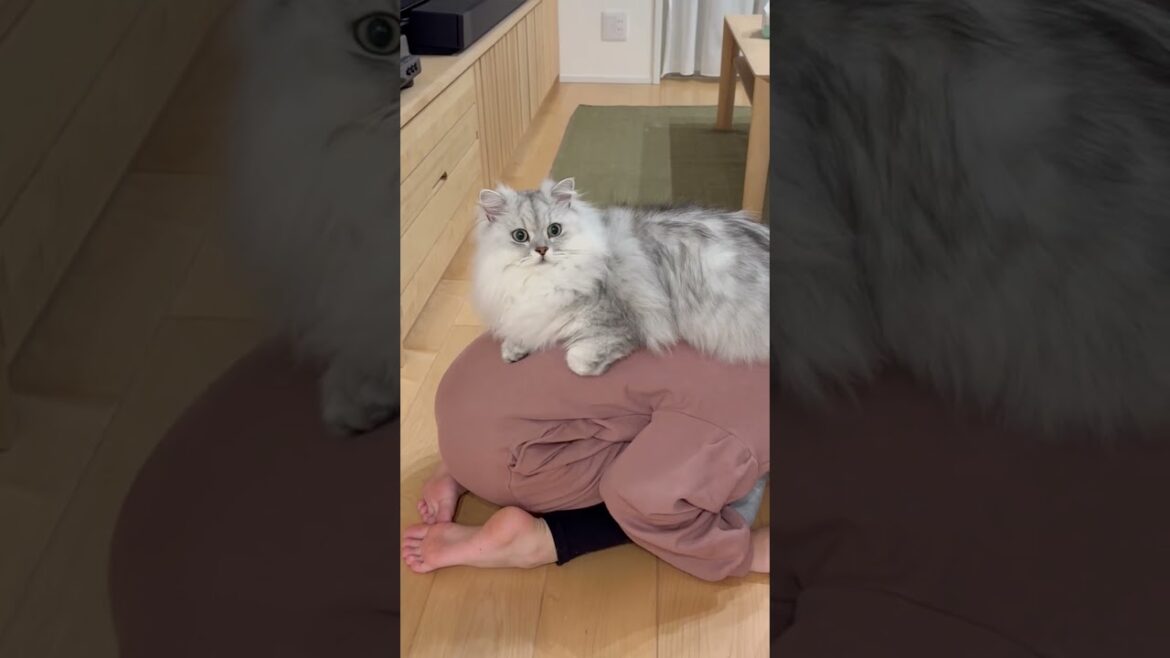お姉ちゃんの背中でくつろぐ猫 【サイベリアン】 #Shorts