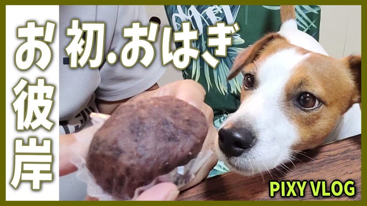 【犬 ジャックラッセルテリア】お彼岸初めての「おはぎ」のお味は・・・ 👍  Living with 🐶