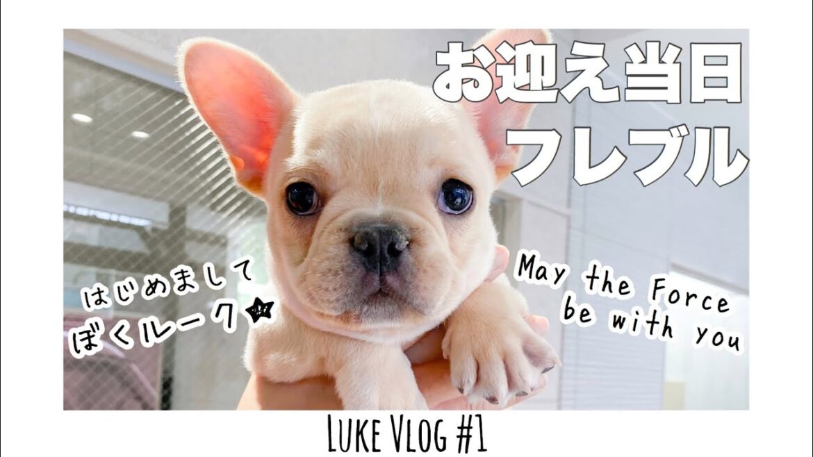 フレンチブルドッグの赤ちゃんルークお迎え 前編【LUKE VLOG #1】